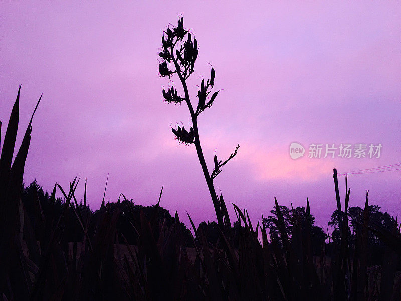 New Zealand / Aotearoa by Sunset;黄昏的Harakeke (Phormium)